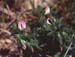 Ononis reclinata