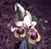 Ophrys tenthredinifera