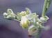 Oprhys lupercalis (albina)