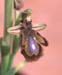 Oprhys speculum