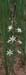 Ornithogalum narbonense(2)