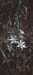 Ornithogalum narbonense