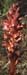 Orobanche amethystea