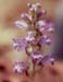 Orobanche ramosa