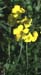 Oxalis pes-caprae