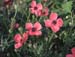 Papaver hybridum