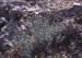 Phagnalon rupestre