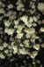 Philadelphus coronarius