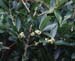 Phillyrea latifolia(2)