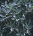 Phillyrea latifolia