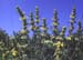Phlomis lychnitis