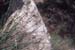 Piptatherum coerulescens(2)