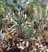 Plantago albicans