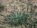 Plantago coronopus