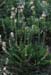 Plantago lagopus