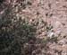 Plantago sempervirens