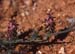 Platycapnos spicata