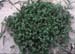 Polycarpon tetraphyllum
