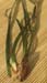 Posidonia oceanica