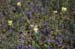 Rapistrum rugosum