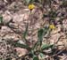 Rhagadiolus stellatus
