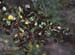 Rhamnus alaternus(2)