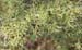 Rhamnus lycioides