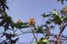 Ricinus communis