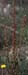 Rumex bucephalophorus