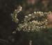 Rumex intermedius