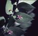 Ruscus aculeatus(2)