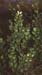 Ruscus aculeatus