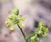 Ruta angustifolia(2)