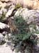 Ruta angustifolia