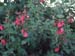 Salvia microphylla