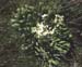 Saxifraga longifolia