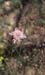 Scabiosa atropurpurea