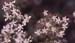 Sedum album(2(