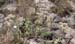 Sedum album