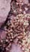Sedum dasyphyllum