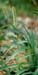 Setaria verticillata