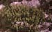 Sideritis dianica(2)