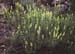 Sideritis tragoriganum
