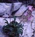 Silene hifacensis