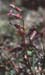 Silene sclerocarpa(2)
