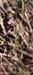 Silene sclerocarpa
