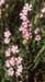 Silene secundiflora