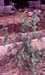 Sonchus oleraceus