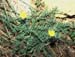 Sonchus tenerrimus