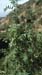 Sorbus domestica